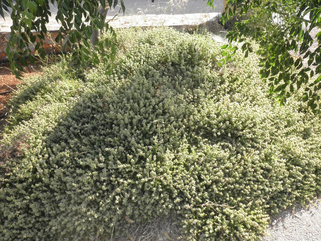 Anthemis Apart otel Stavrós Dış mekan fotoğraf